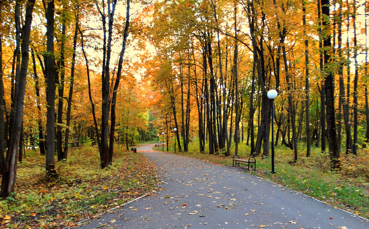 В парке осень приукрасила деревья