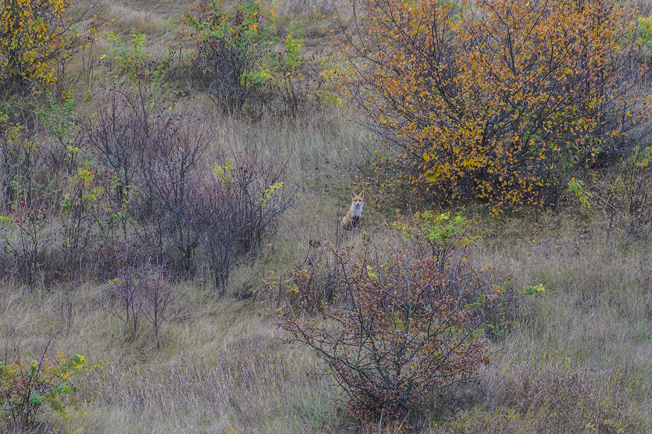Растворяясь в осени