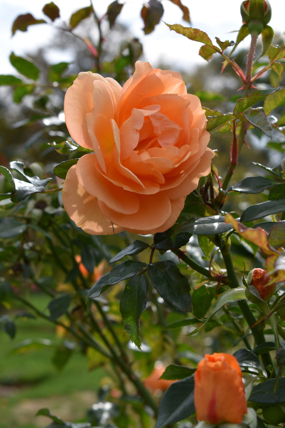 Orange Roses