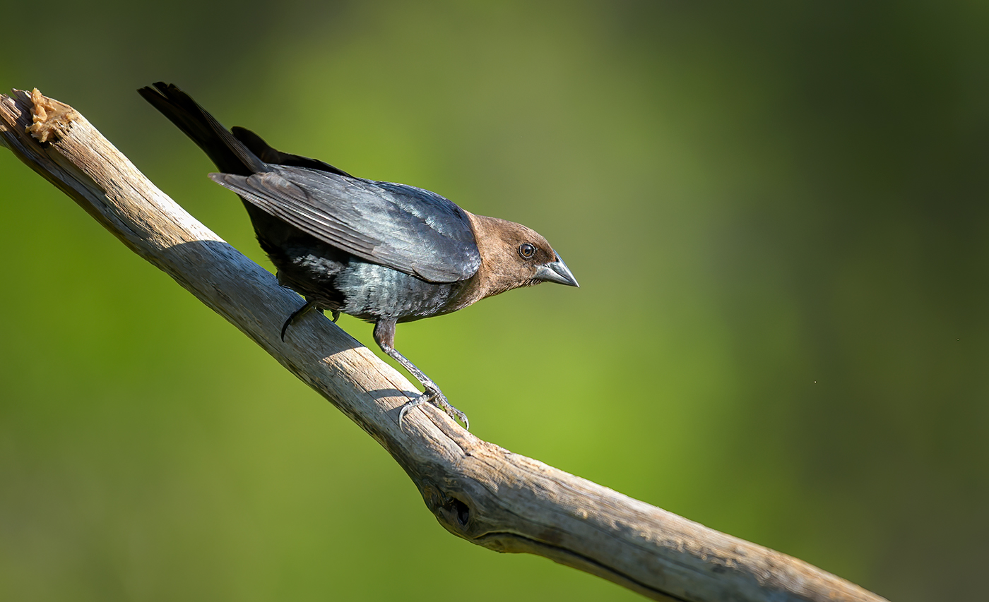Brown-headed Cowbird (male)