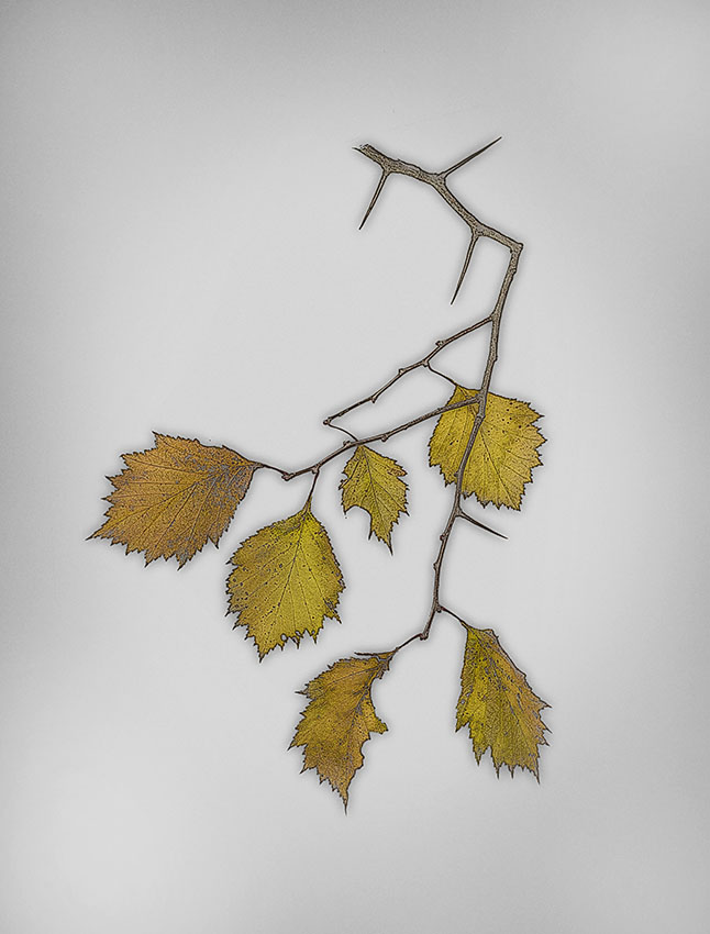 осенний лист