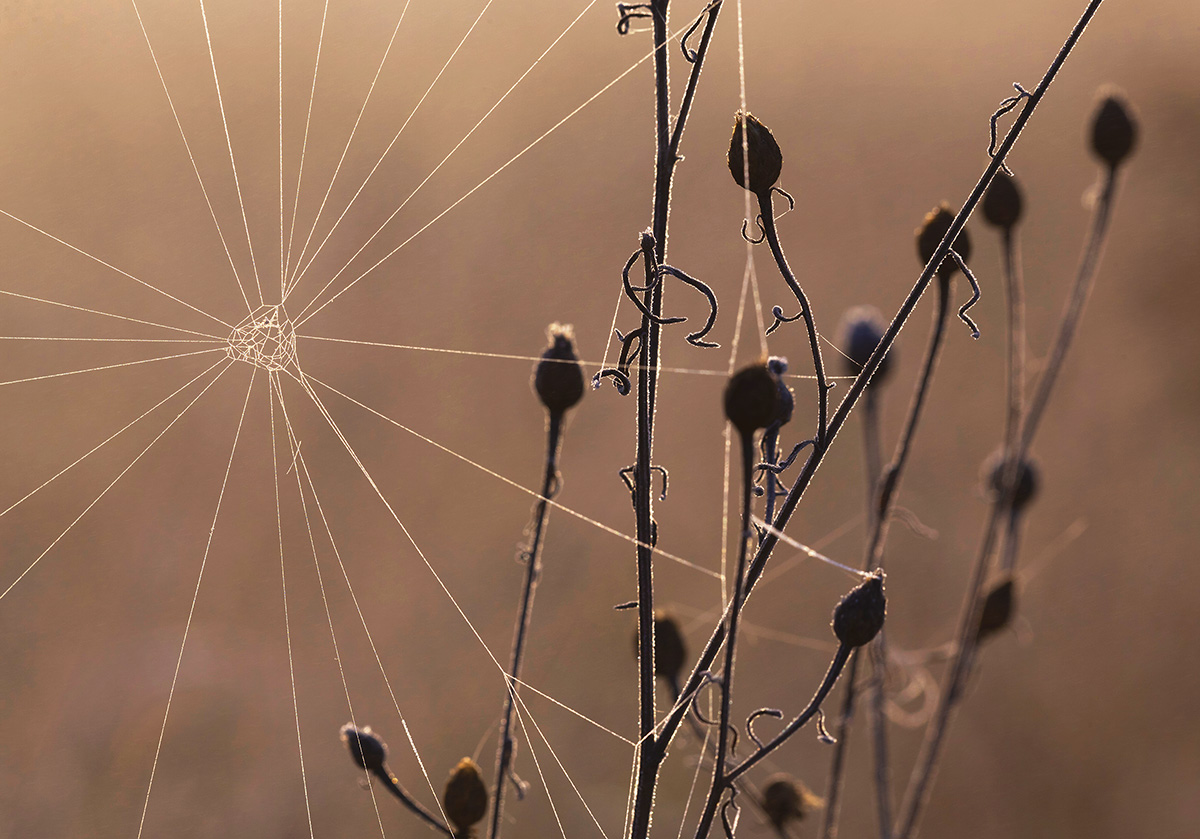 Первый иней