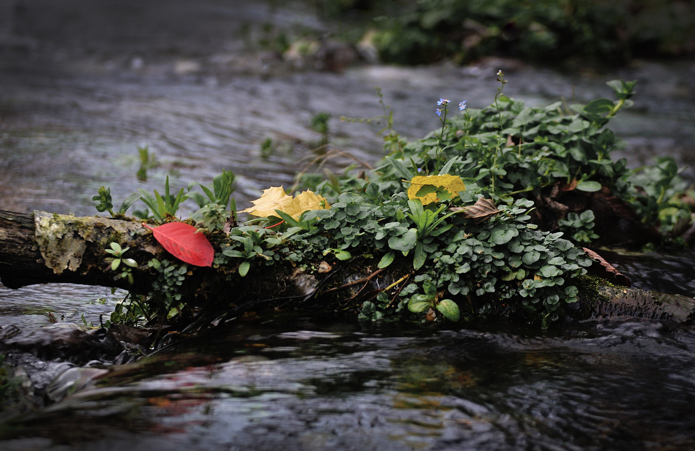 Осень ручья.
