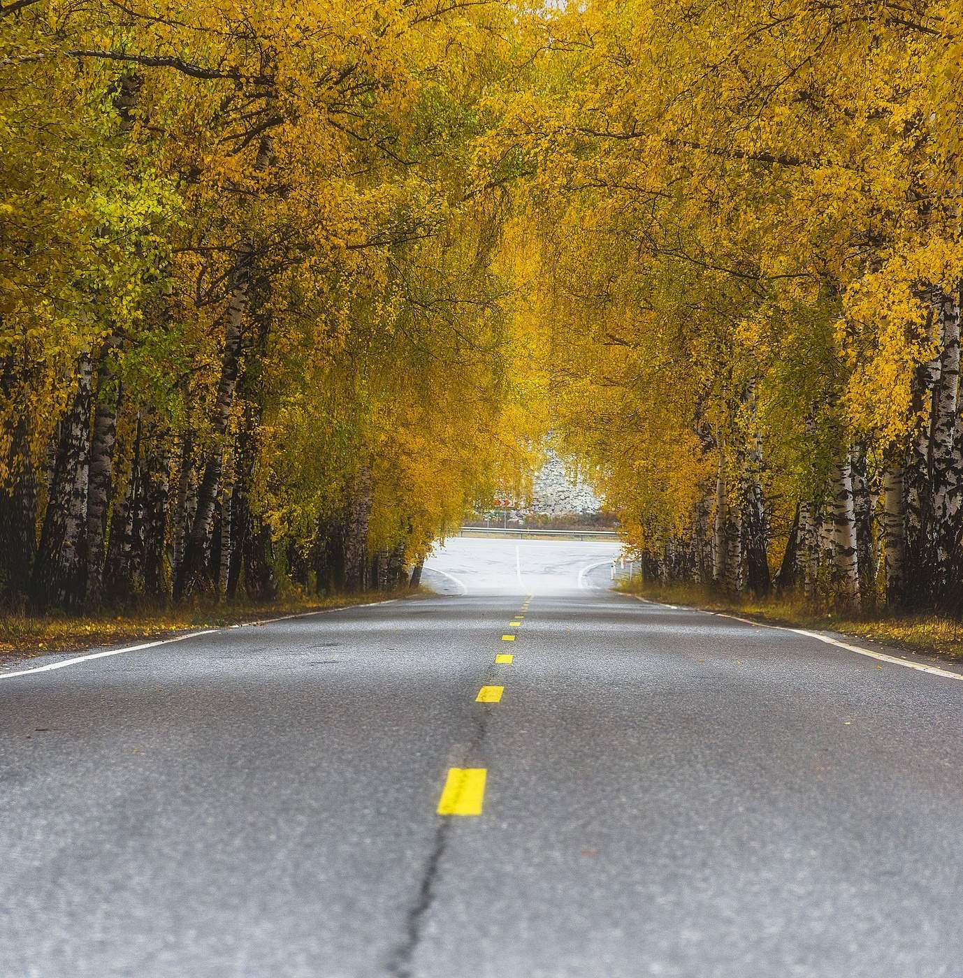 Берёзовая аллея