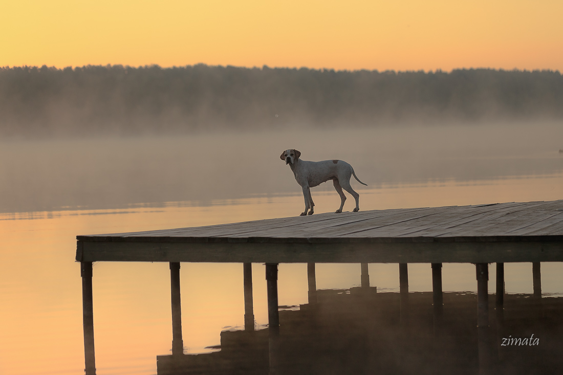 туман и пойнтер