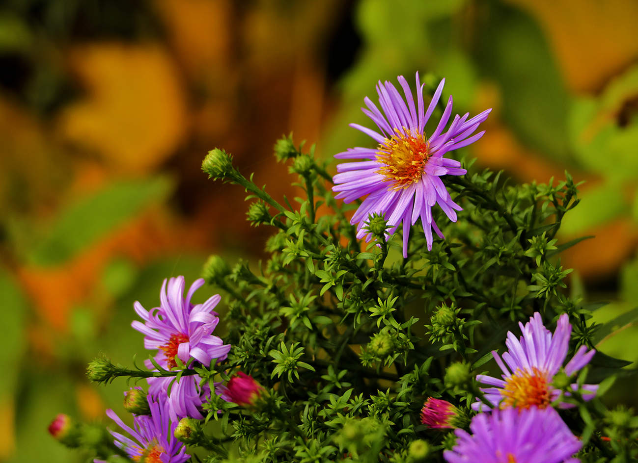 Октябрьские сентябринки