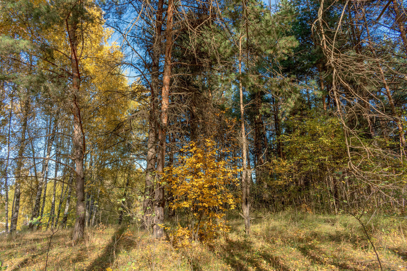 Сиял октябрь,страницы осени листая...