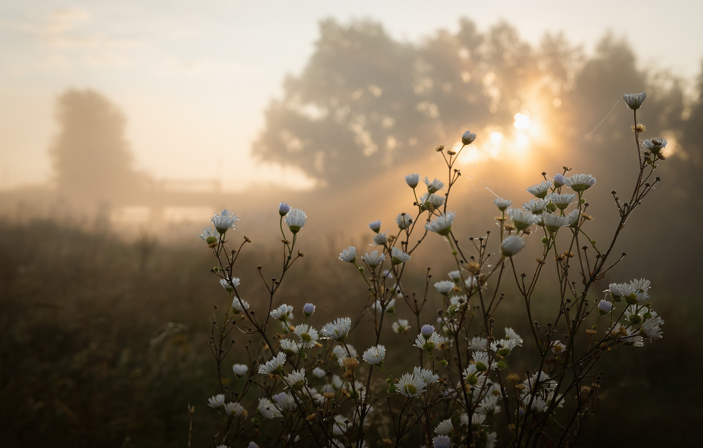 В лучах рассвета