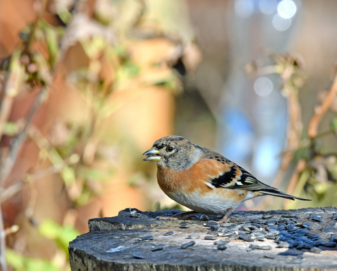 Вьюрок или юрок (Fringilla montifringilla) - Brambling