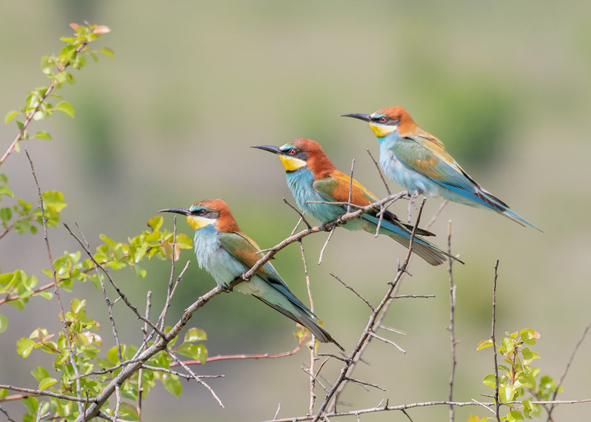 Трое из ларца