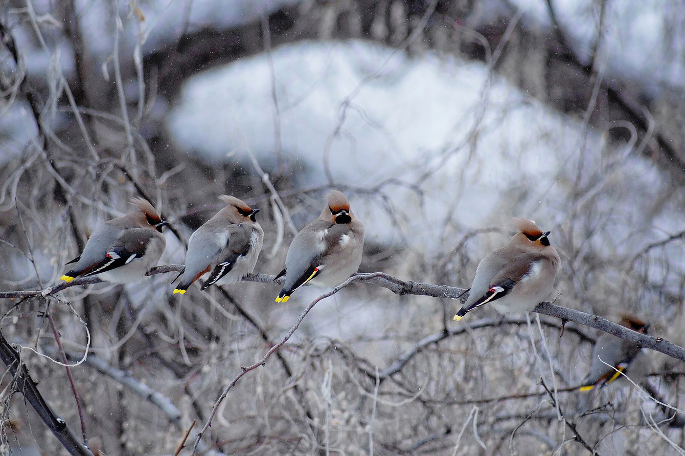 Д’Артаньян и три мушкетёра