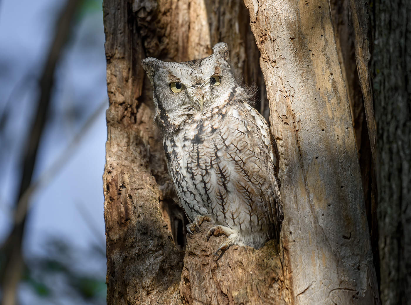 Eastern Screech-Owl