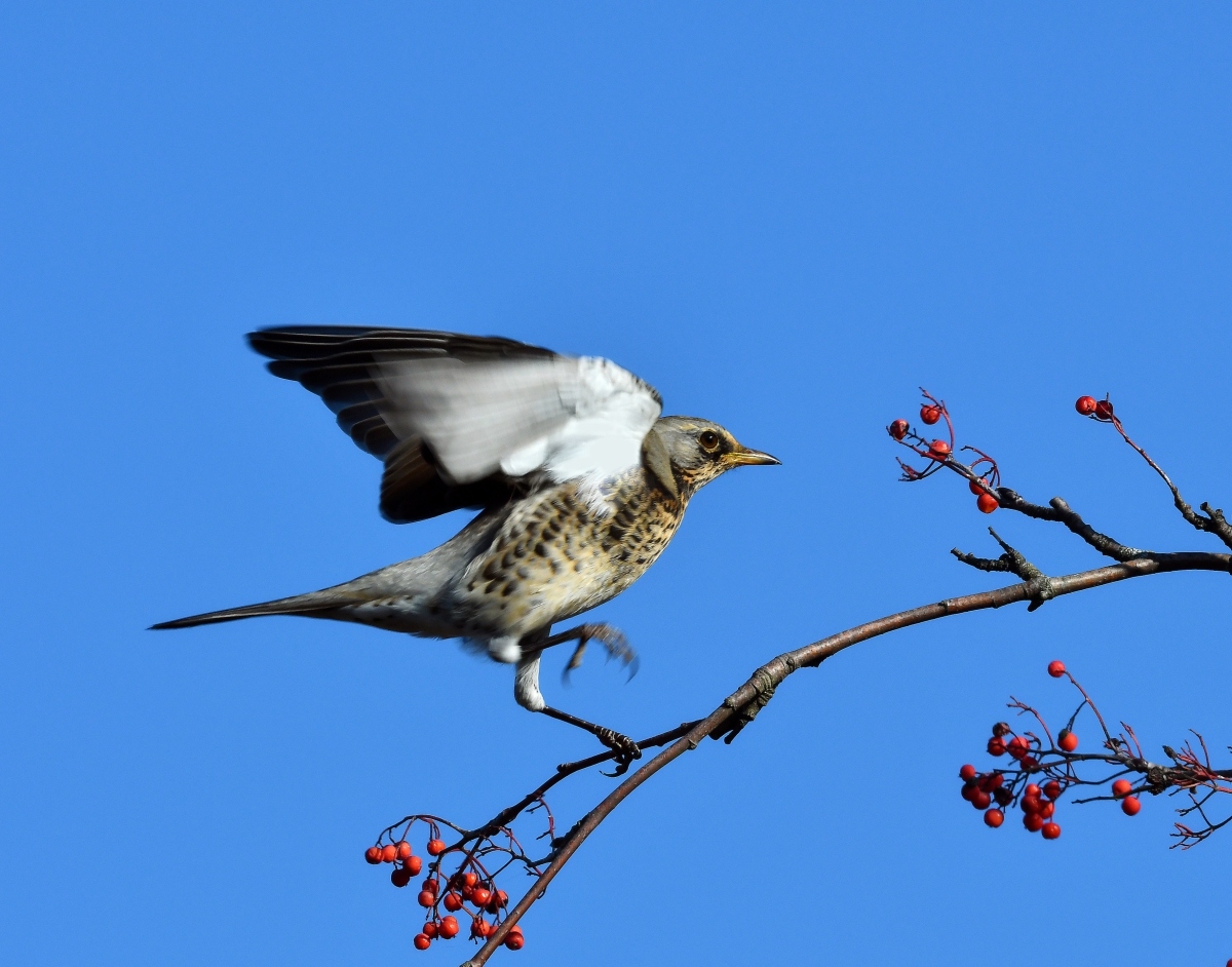 Мама, я танцую...