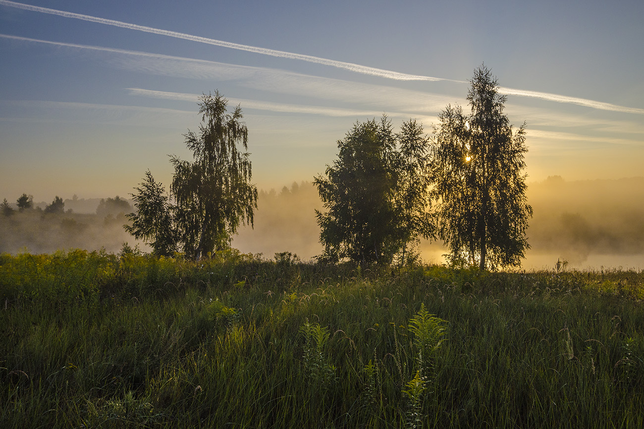 Утро сонных берёз