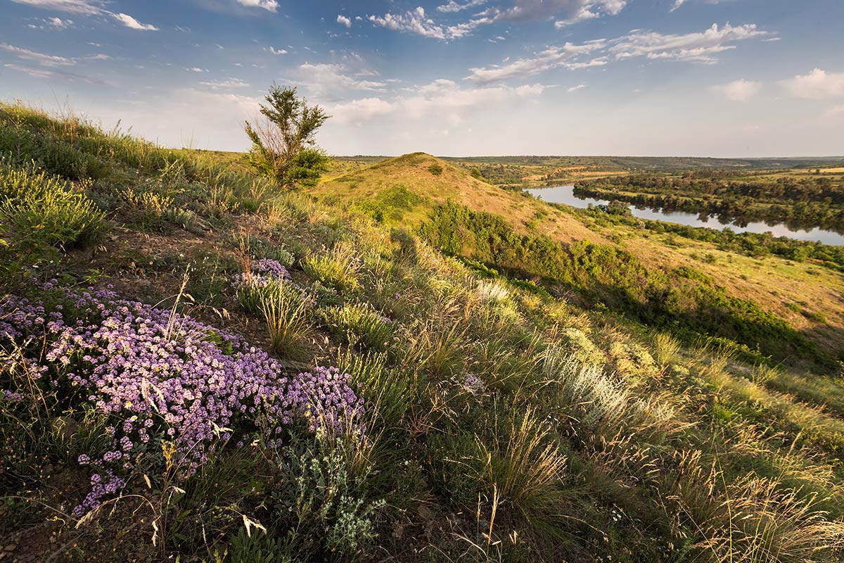Время чабреца