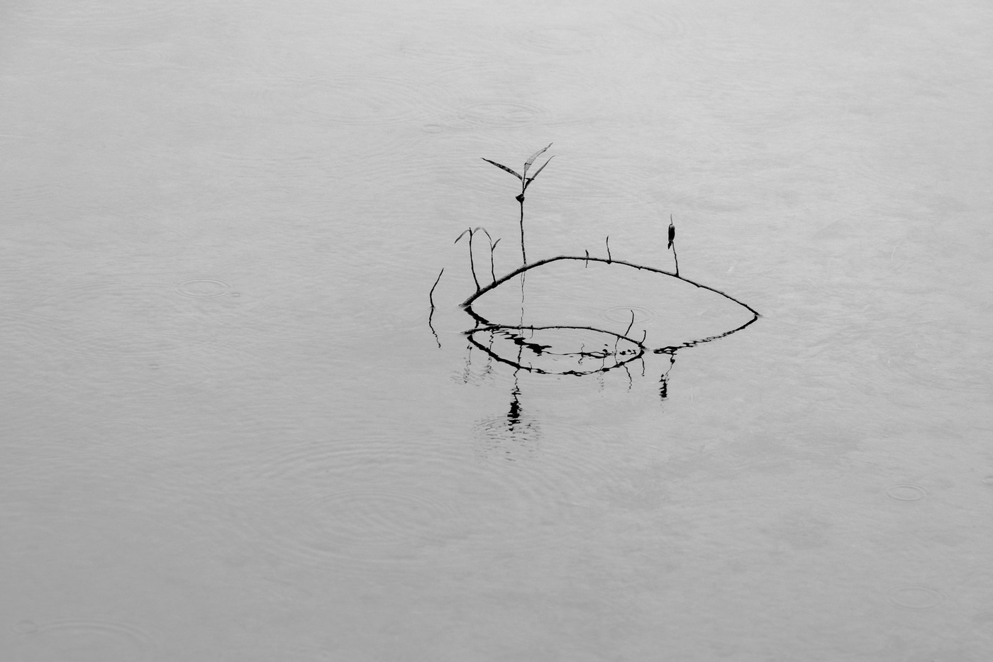 Жизнь вокруг