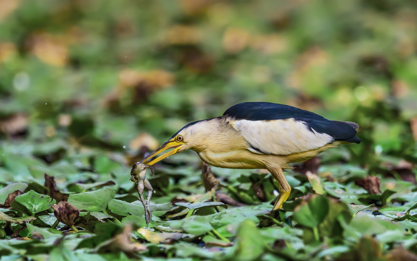 Добыча выпи