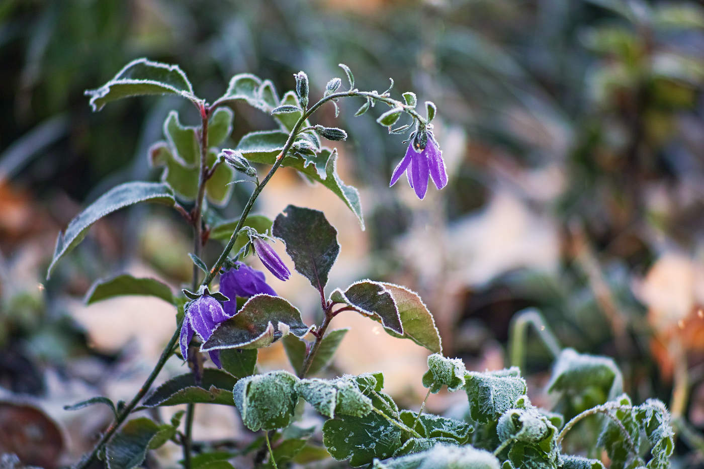 Первые заморозки