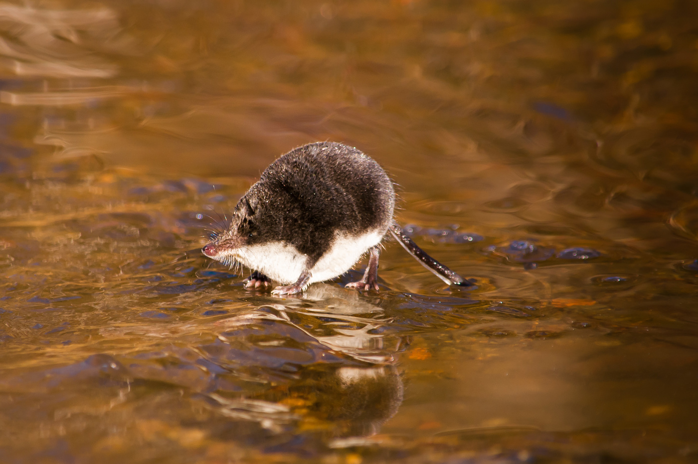 Кутора водяная.