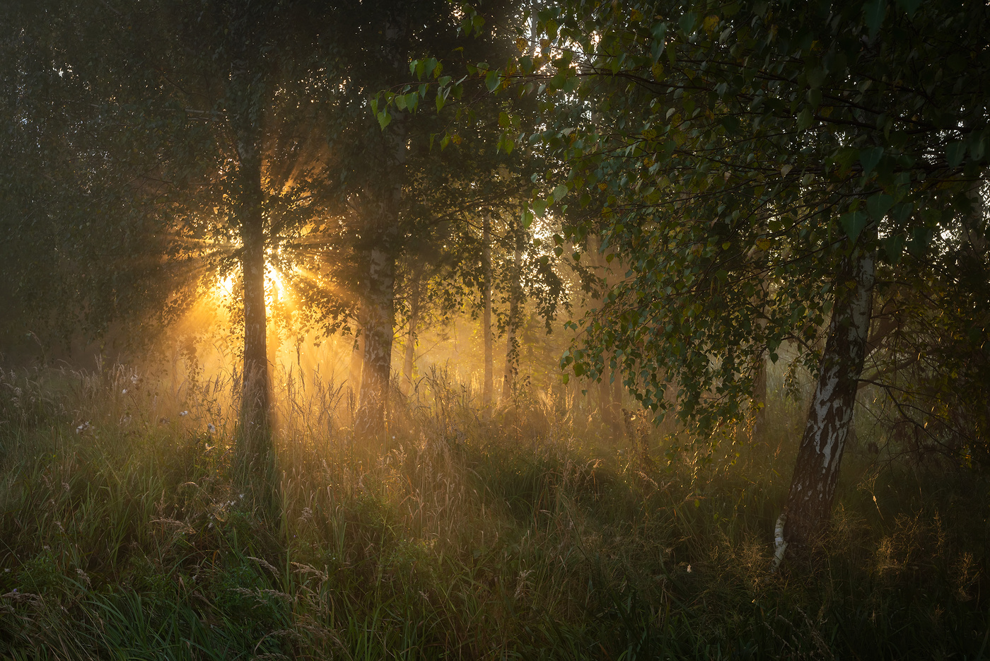 В утреннем свете