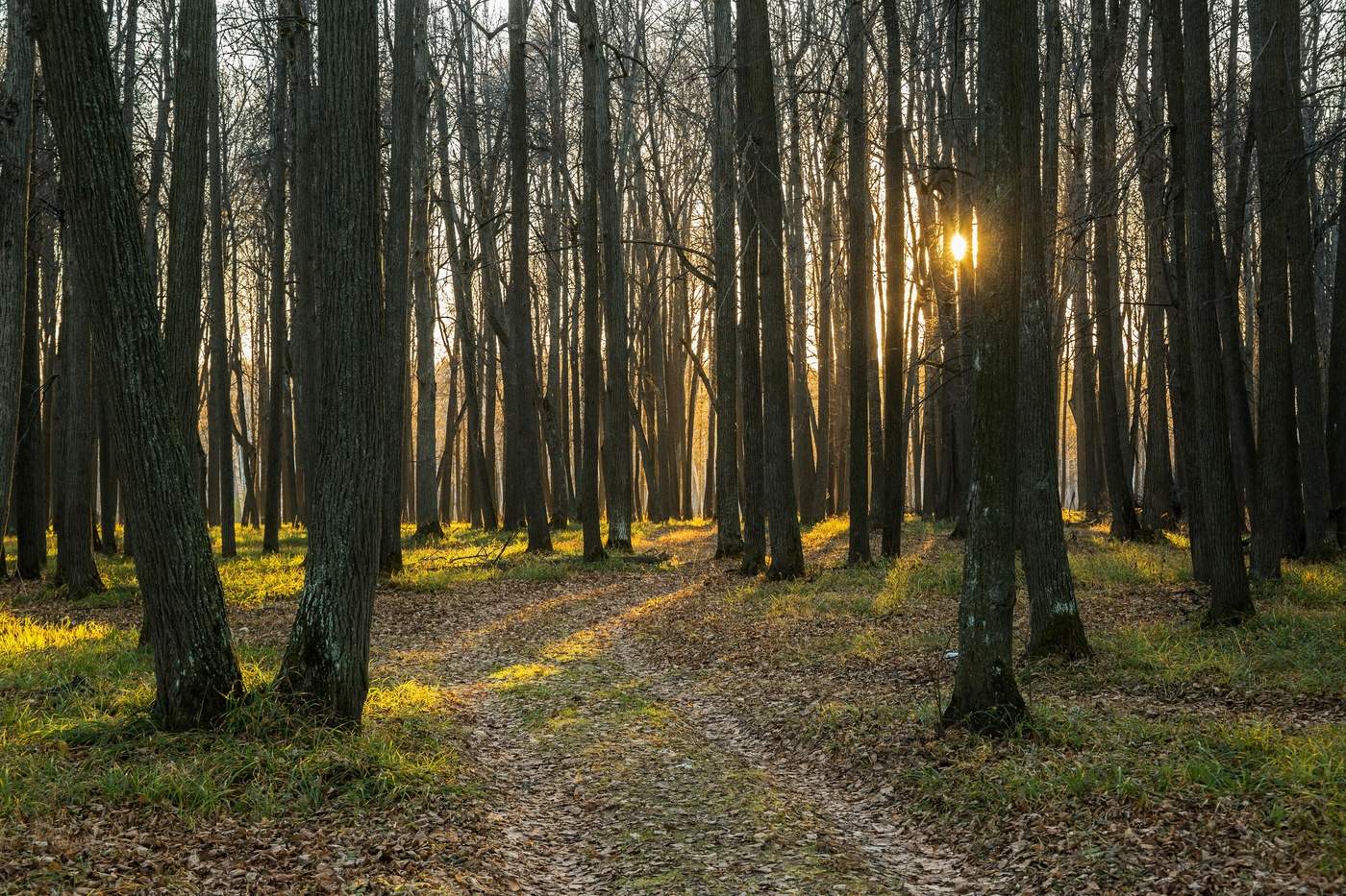 Облетевшие липы