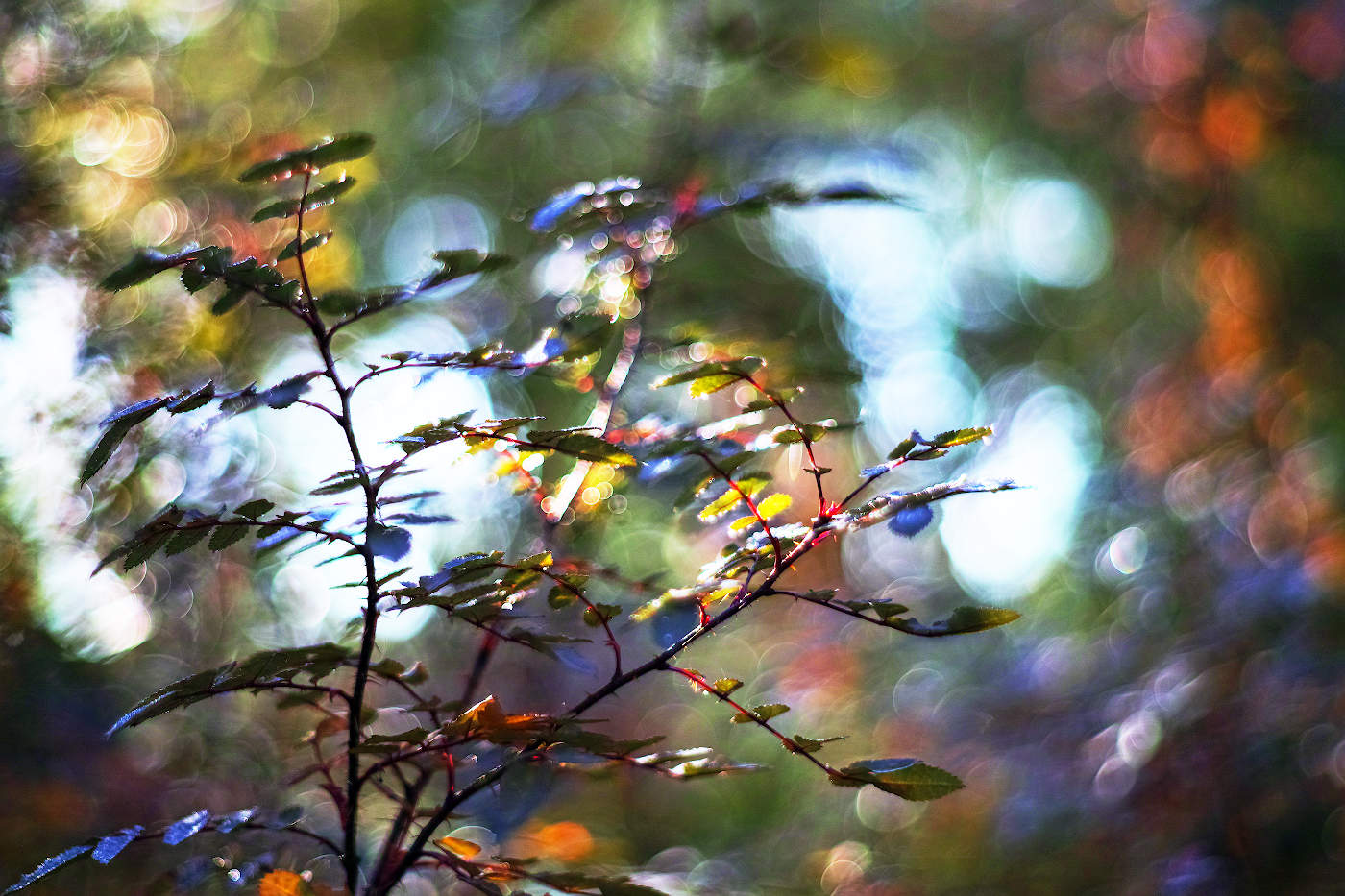 Калейдоскоп осени