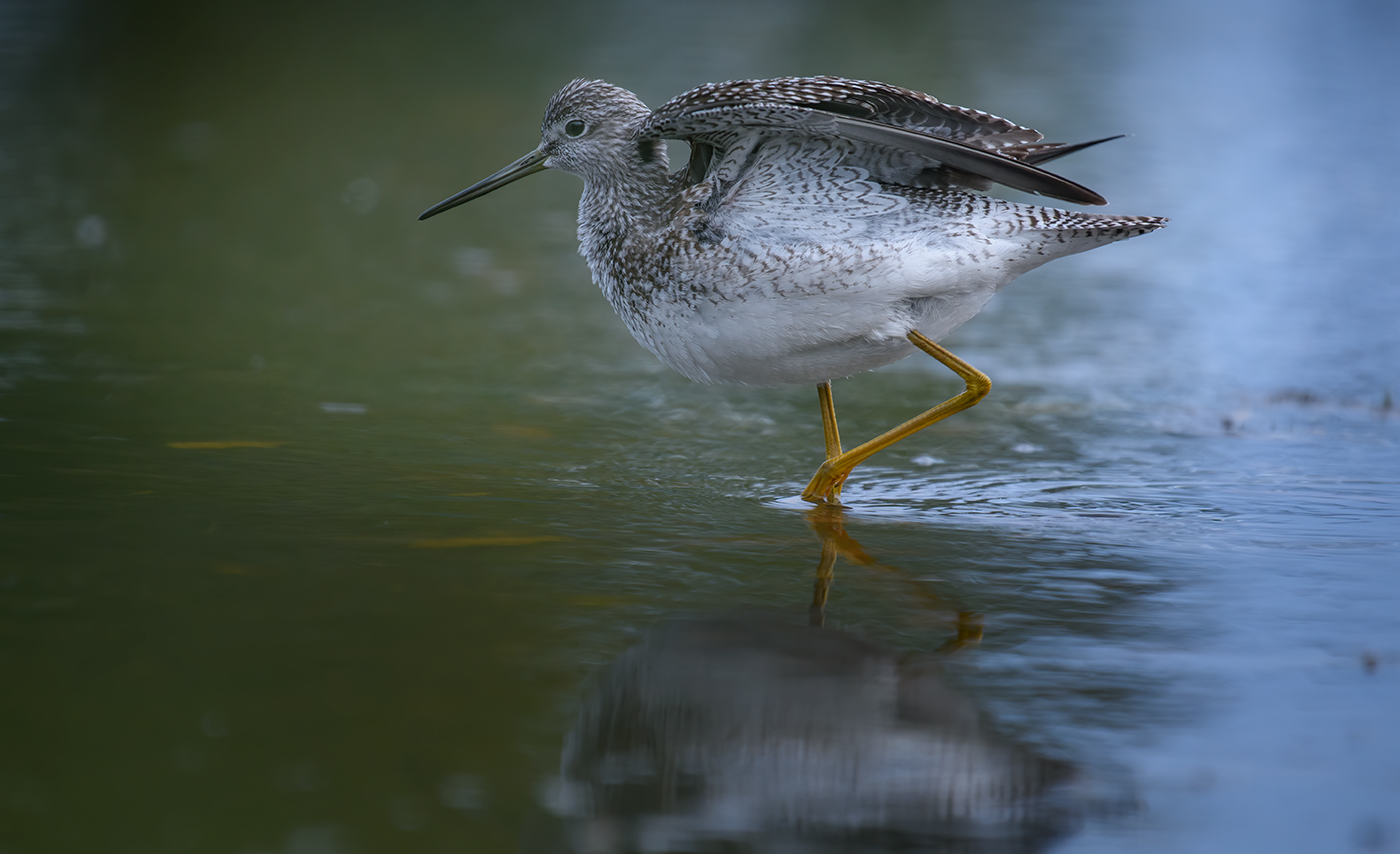Greater yellowlegs (Tringa melanoleuca)