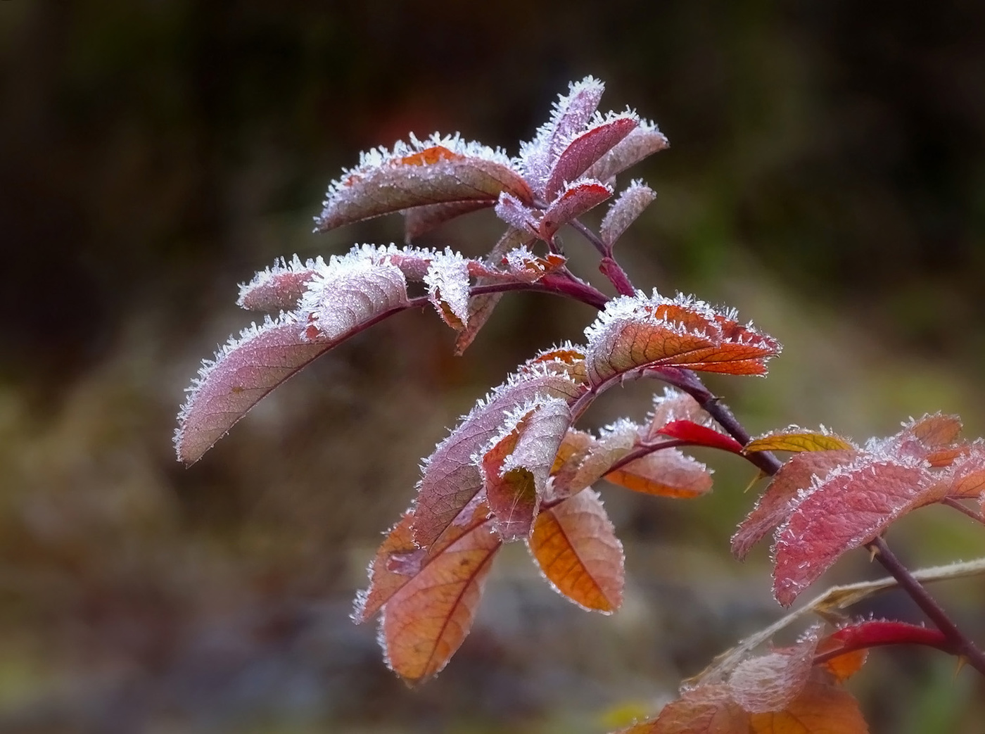 Веточка шиповника. Первая изморозь