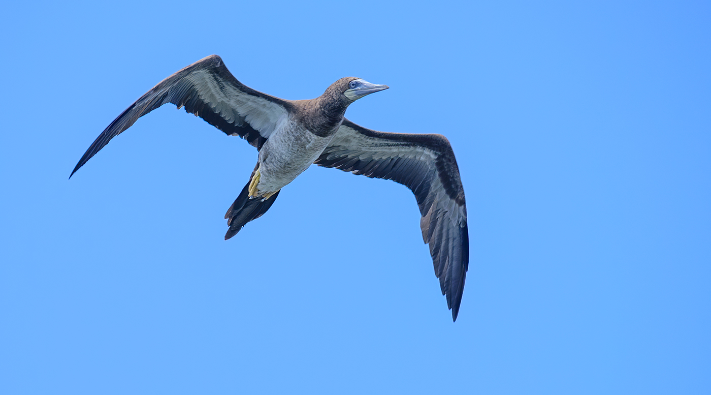 Brown Booby (juvenile)