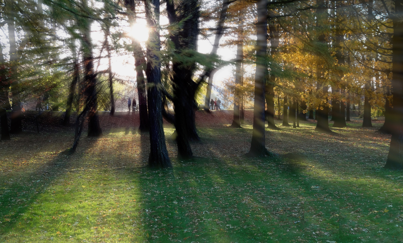 Осенний контражур