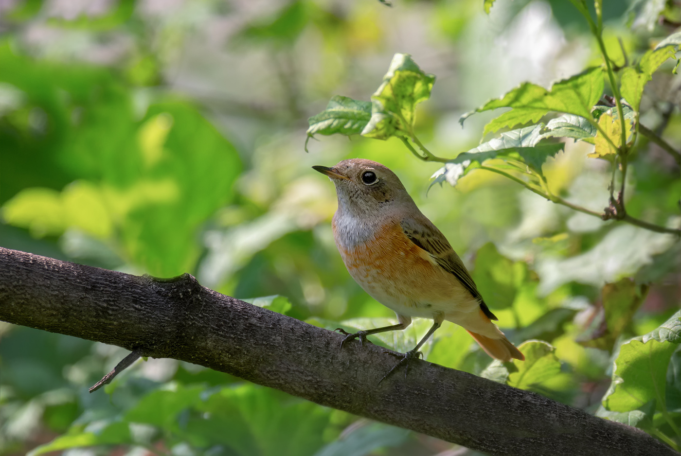 Горихвостка.