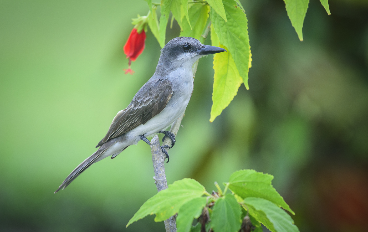 Gray Kingbird (Tyrannus dominicensis)