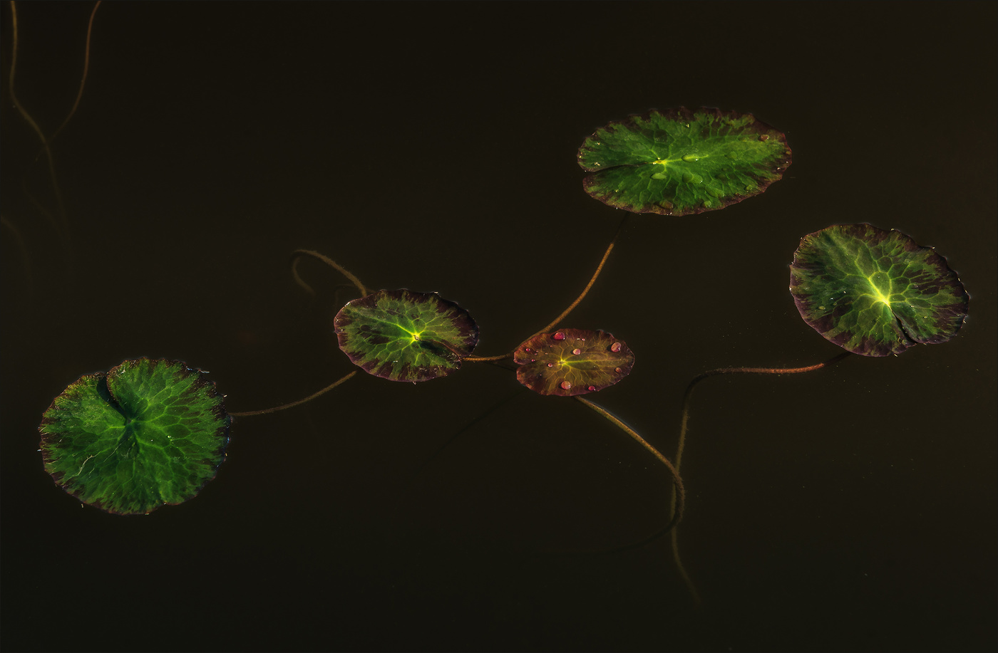 Этюд на воде