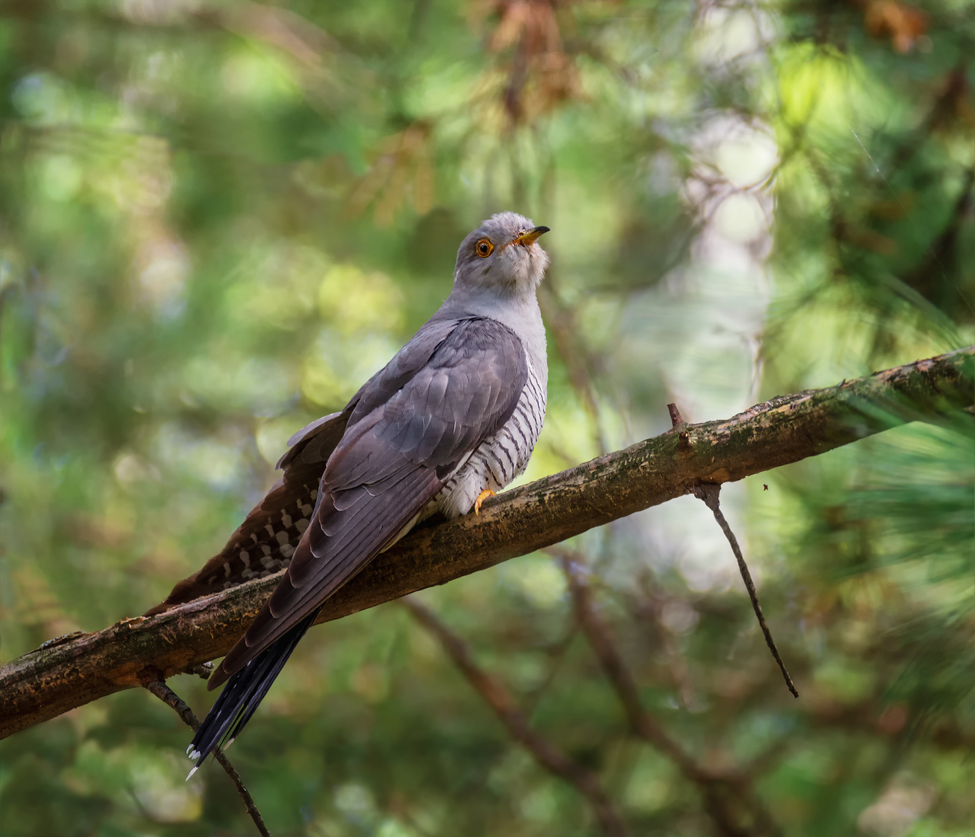 любуйтесь на меня!