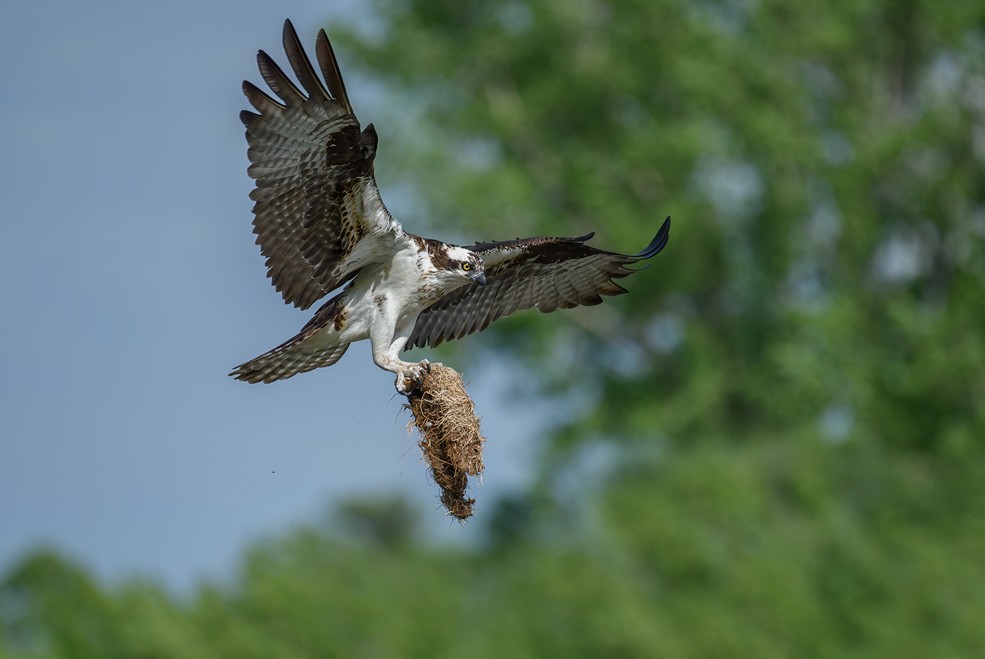 Osprey