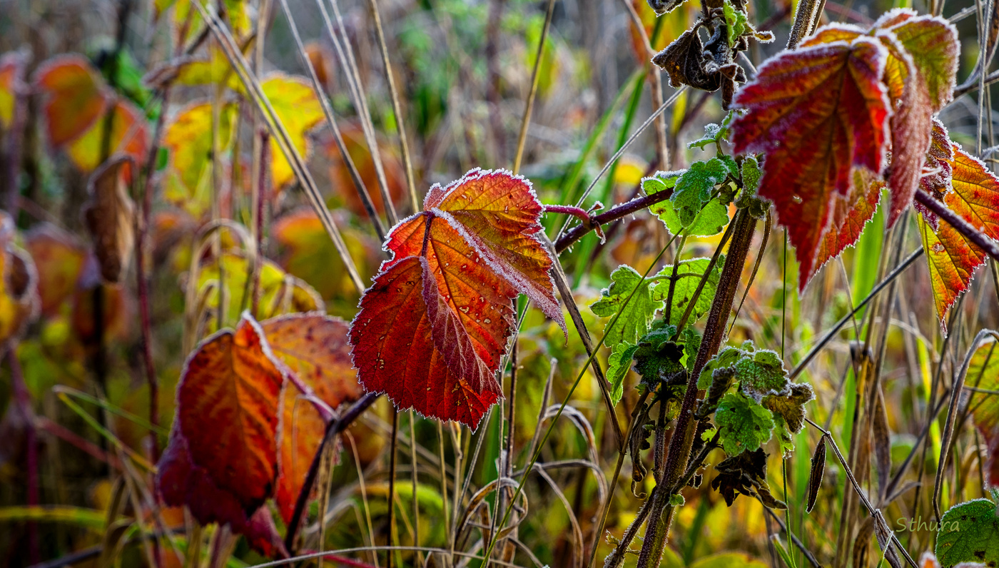 Осенние листья.