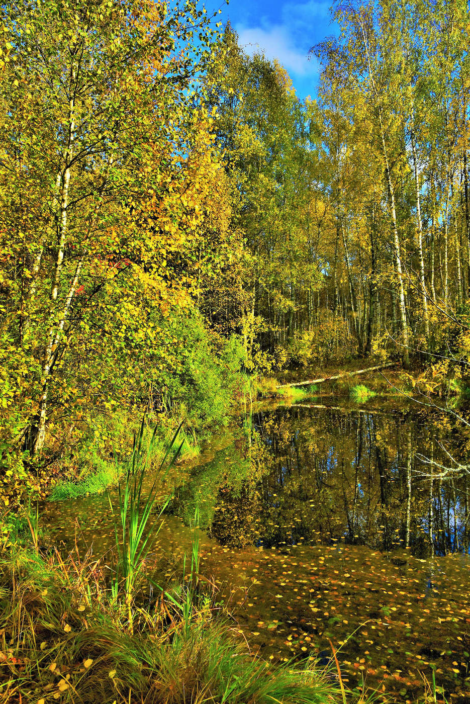 "Стоят наряжены деревья, как будто осень без конца..."