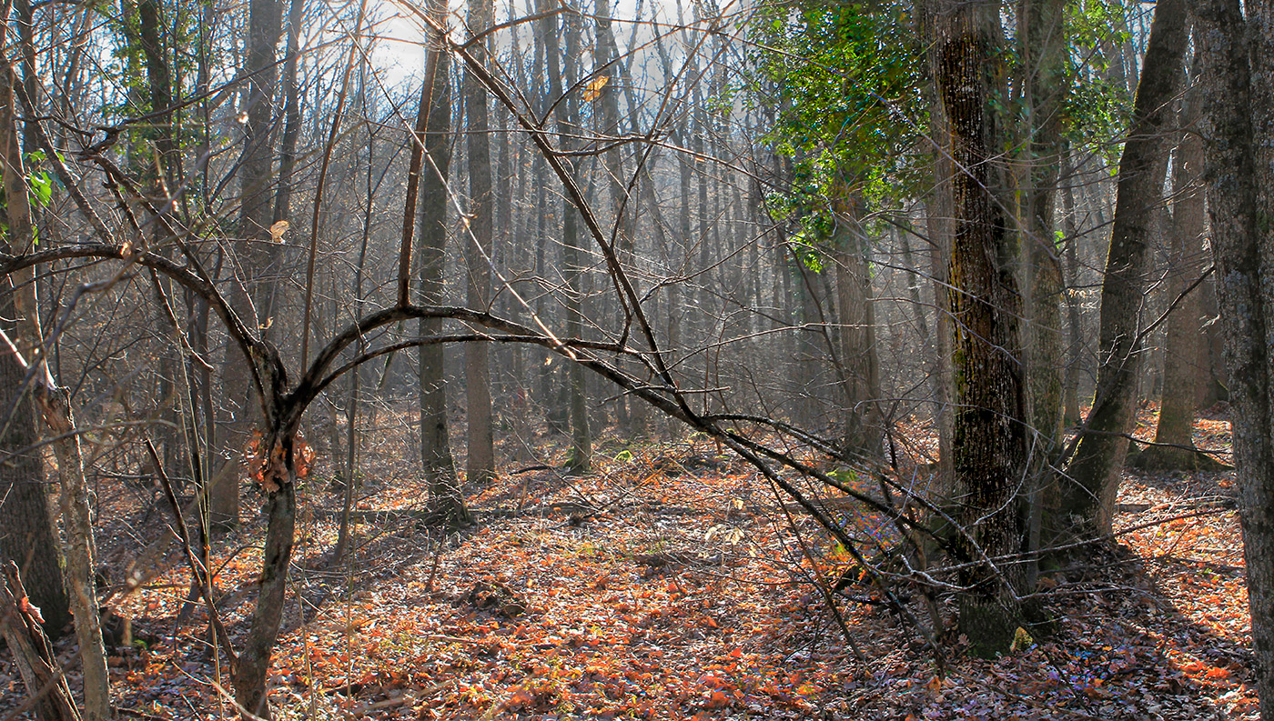 Опавшая краса.