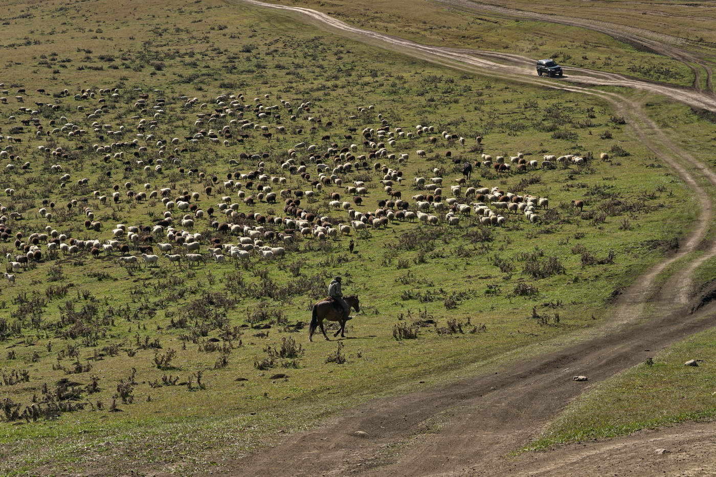 Чабан на работе
