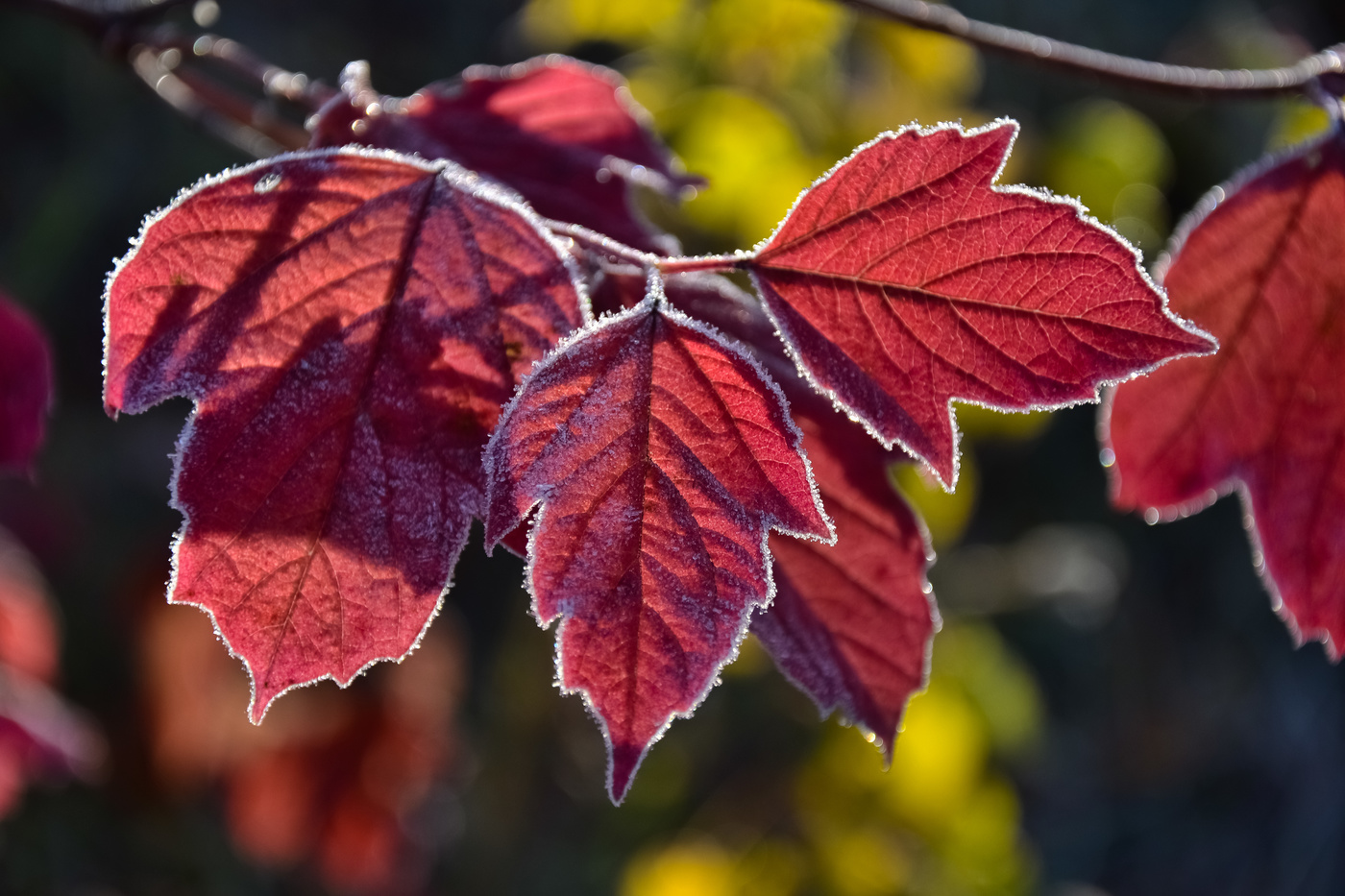 Цвет и свет осени