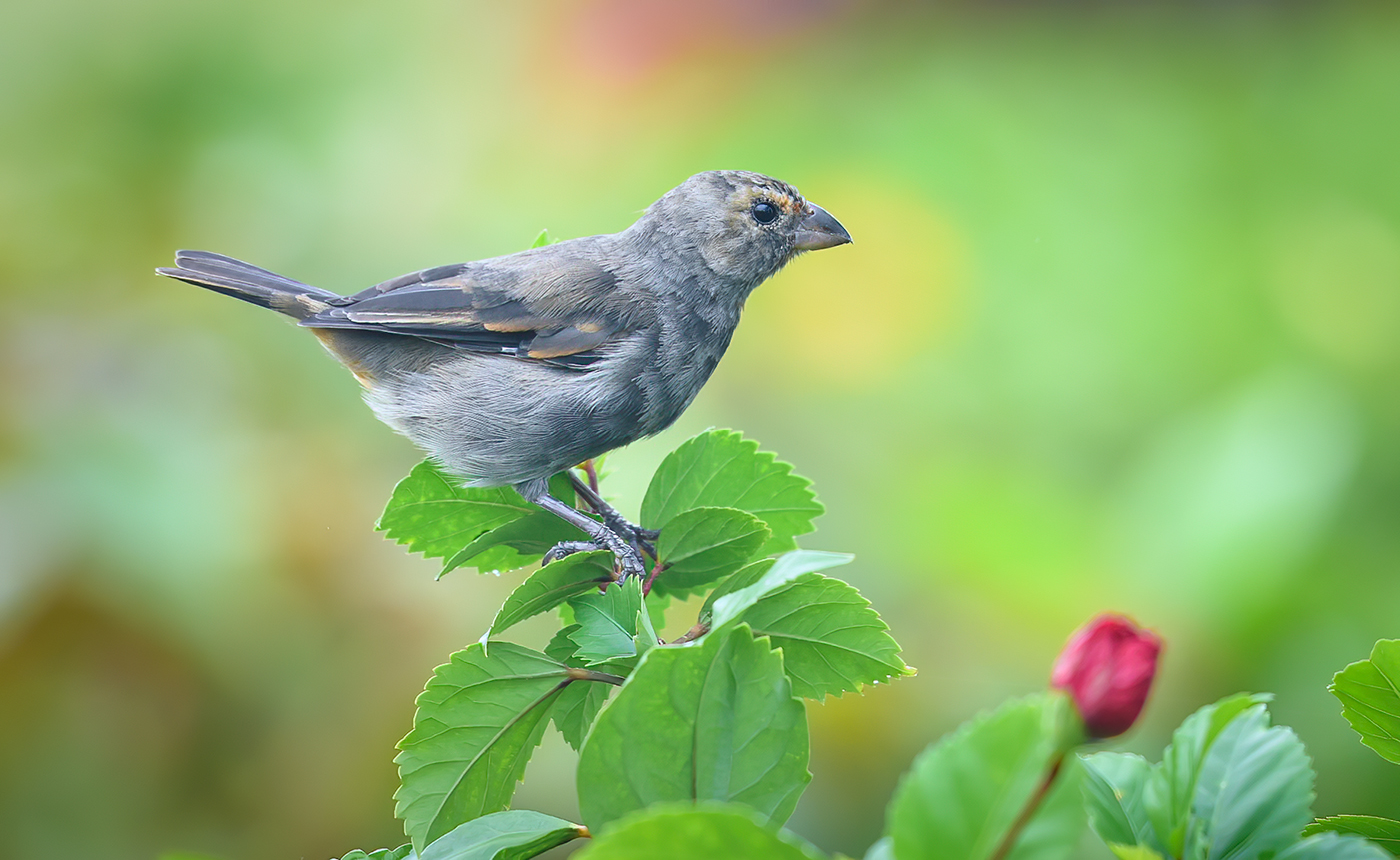 Lesser Antillean bullfinch (female)