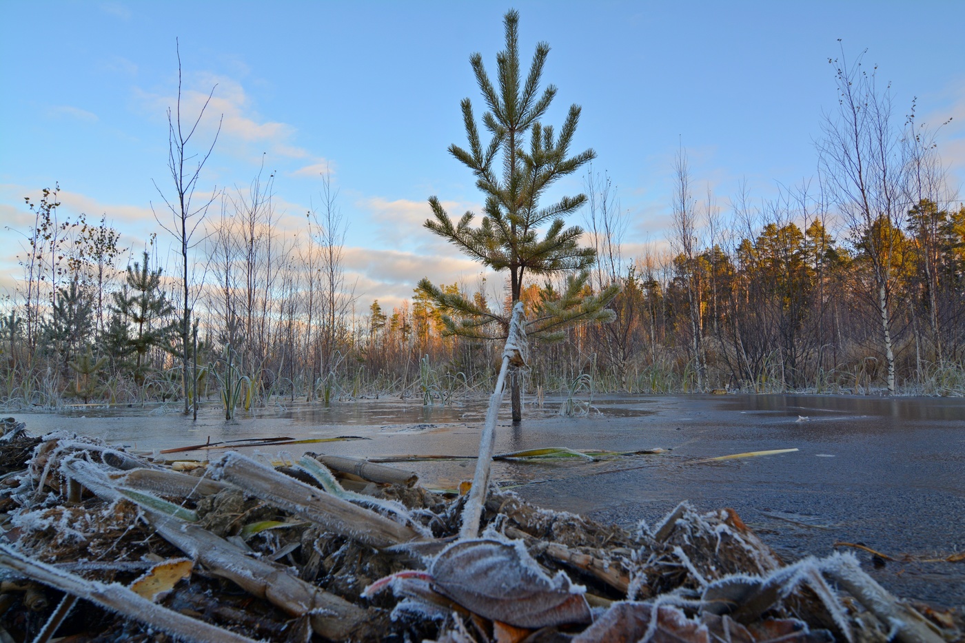 ХМАО. Первый заморозок.