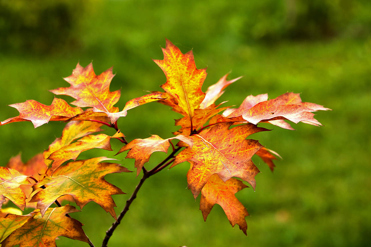 Осенний этюд