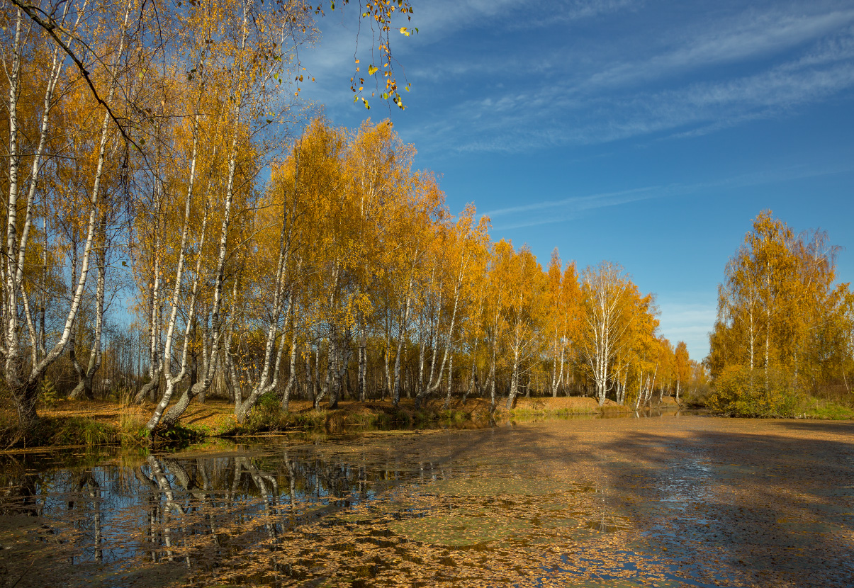 Листвой гладь озера покрылась.
