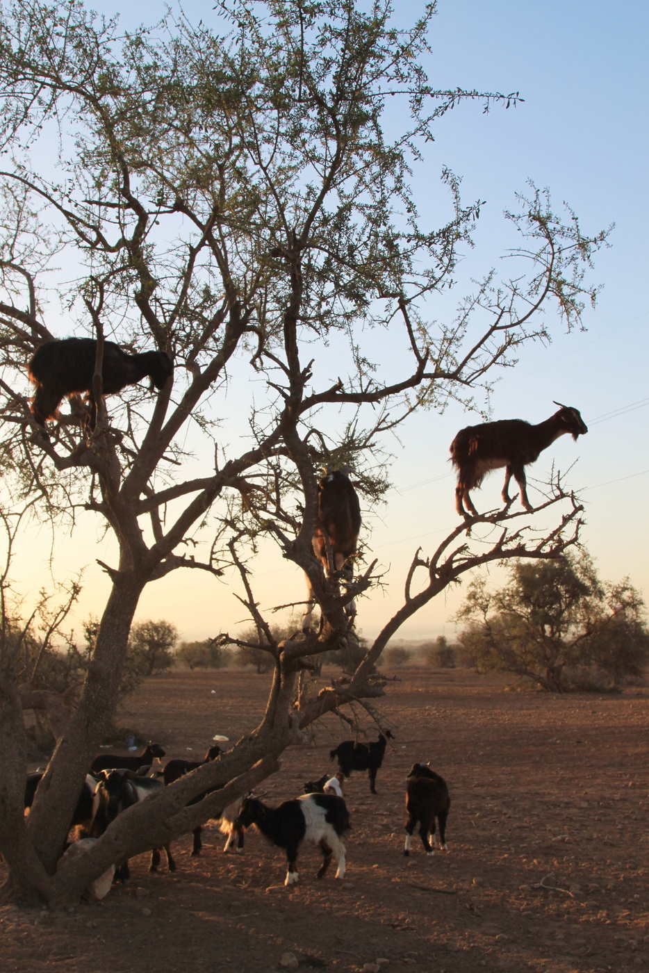 утренняя прогулка