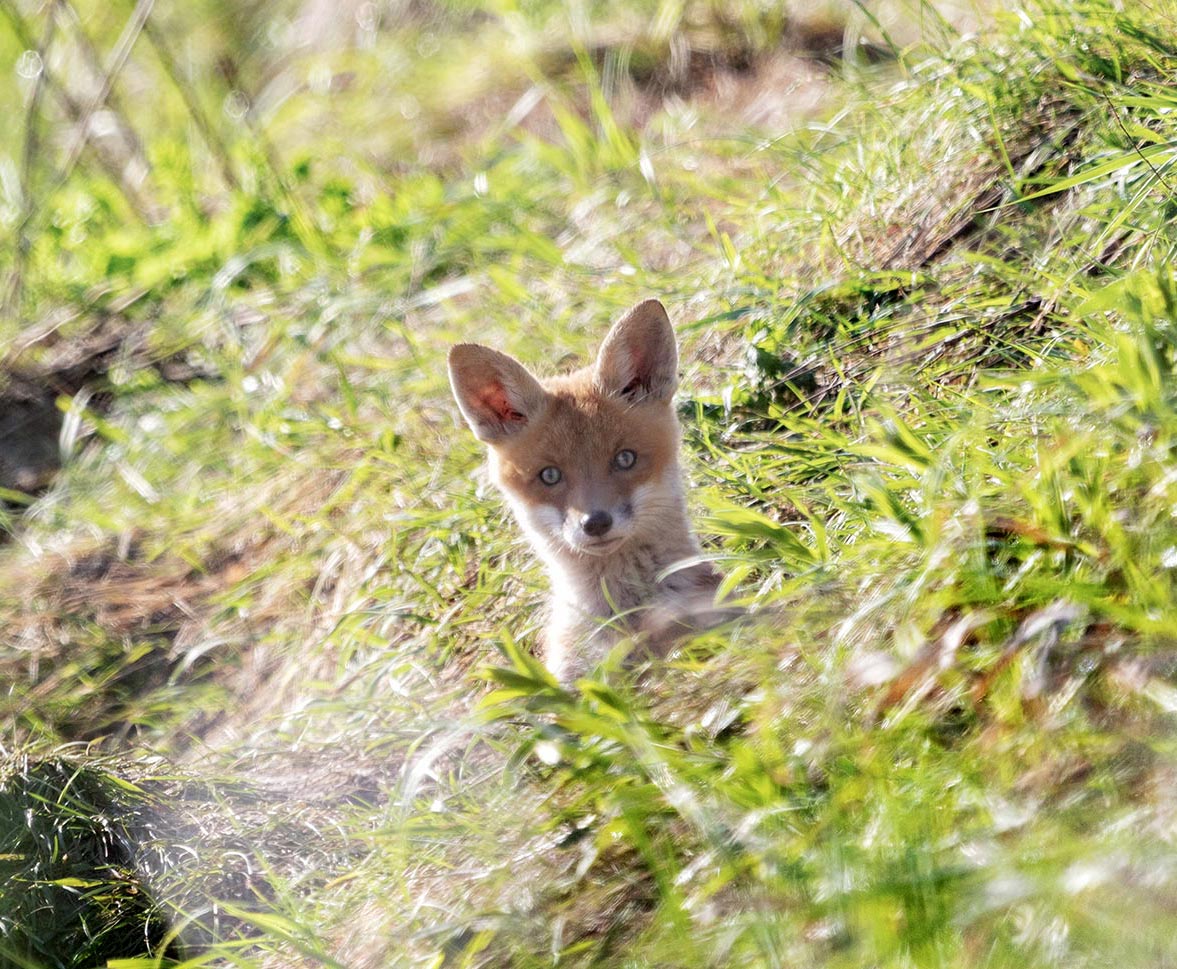 Любопытство - не порок