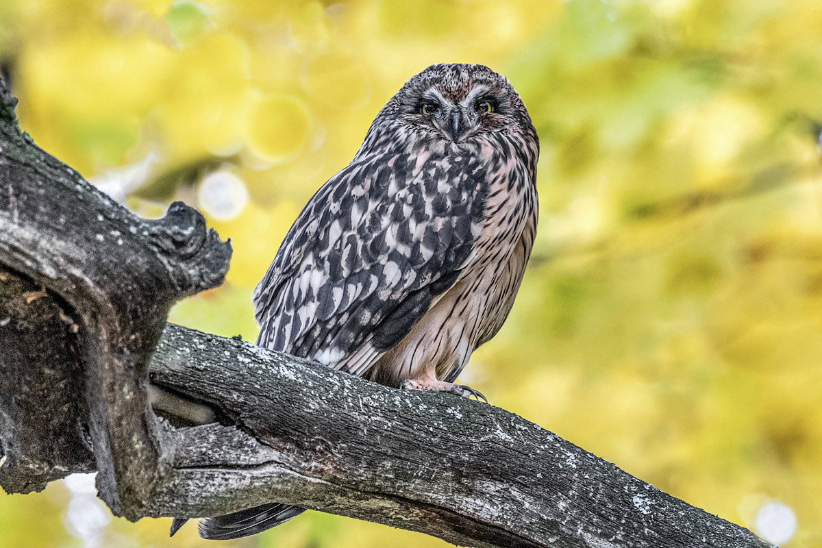 Сова болотная.