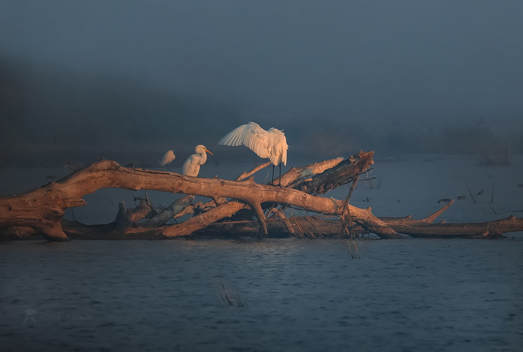 Утро в заповеднике