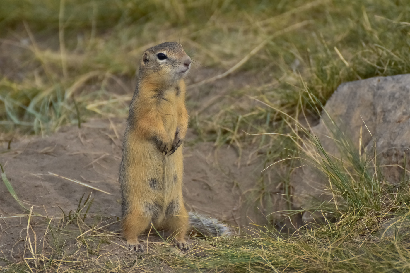 Луговая собачка
