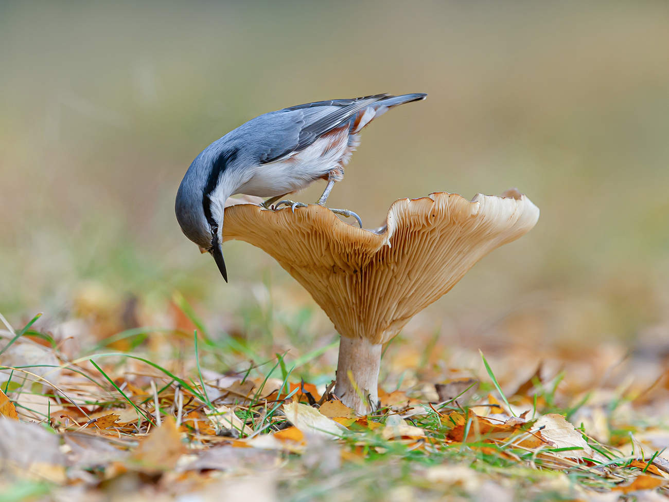 Осень в лесу